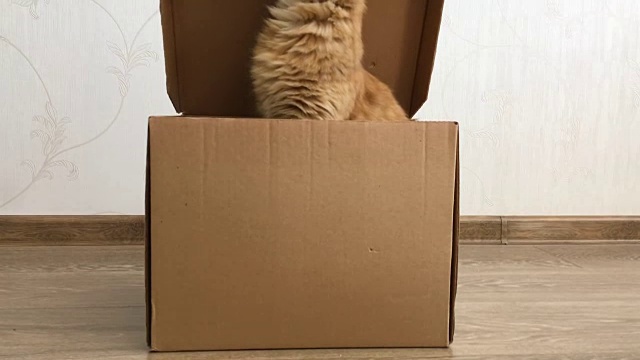 可爱的姜黄色猫坐在纸箱里。毛茸茸的宠物躲在盒子盖下视频素材