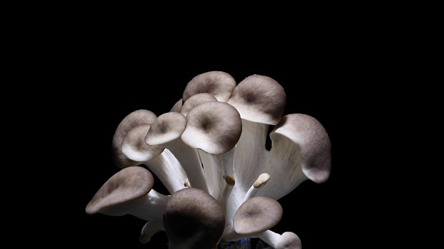 蘑菇生长时间流逝黑色背景视频素材