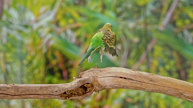 黄色和绿色的虎皮鹦鹉飞离了树枝视频素材