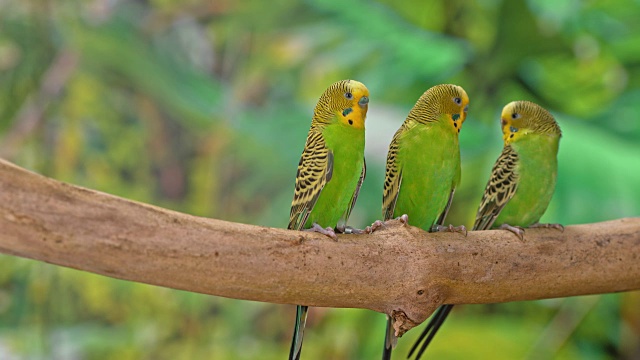 三只虎皮鹦鹉坐在树枝上，转头观察周围的环境视频素材