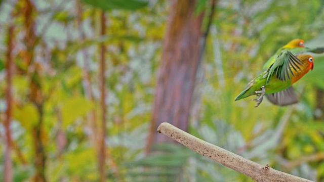 三只Agapornis鹦鹉从树枝上飞下来视频素材
