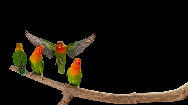 小鹦鹉落在一根树枝上，夹在其他鹦鹉之间视频素材