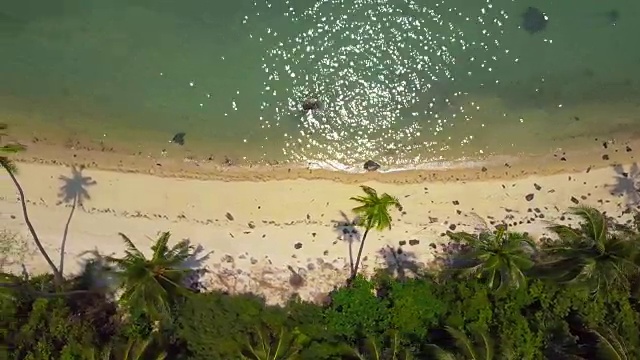 空中飞行热带海滩椰子树视频素材