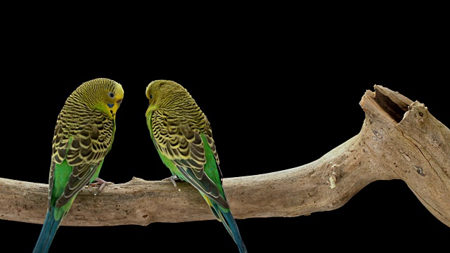 雄性和雌性虎皮鹦鹉面对面坐在树枝上视频素材