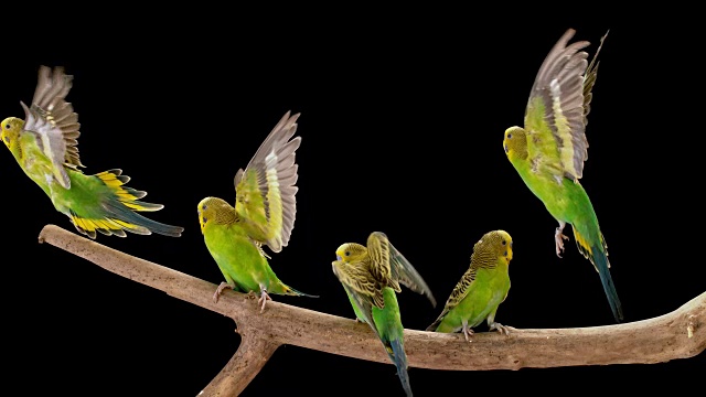 5只黄色虎皮鹦鹉坐在树枝上，然后飞向空中视频素材