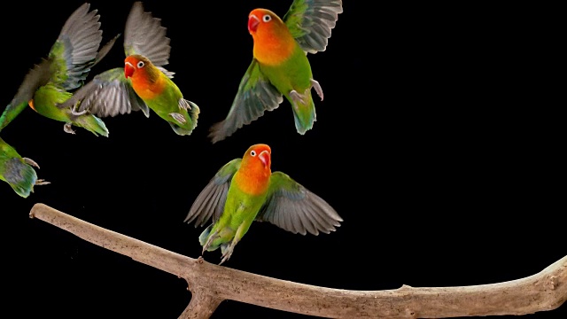 五只Agapornis鹦鹉坐在树枝上，然后飞向空中视频素材