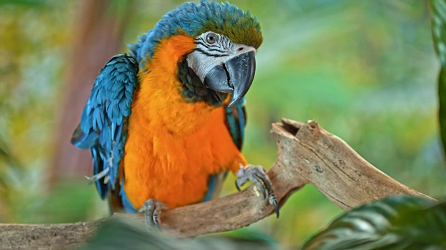 蓝黄相间的金刚鹦鹉，在树枝上伸展翅膀视频素材
