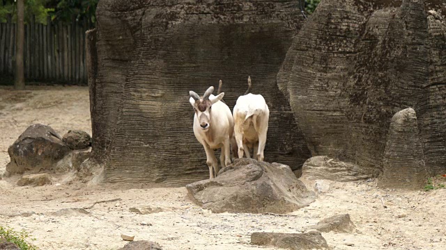 自然野生动物阿达克斯羚羊，撒哈拉沙漠的土著居民视频素材