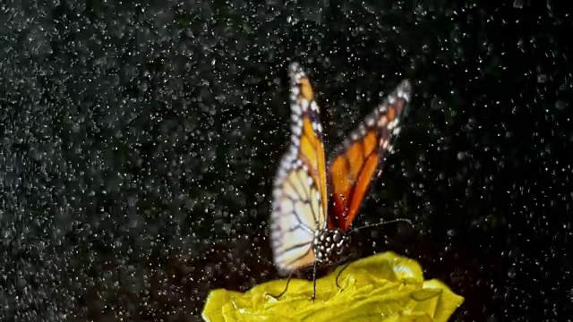 SLO MO蝴蝶从雨中的玫瑰飞视频素材