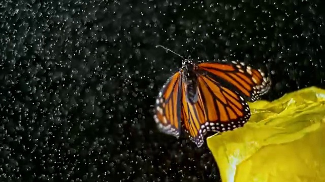 一只蝴蝶坐在一朵黄玫瑰上，在大雨中飞走了视频素材