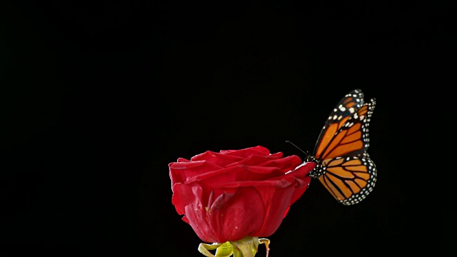蝴蝶飞红玫瑰在黑色的背景视频素材