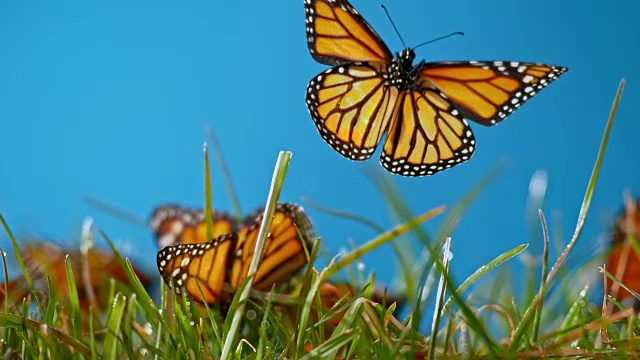 蝴蝶在阳光下飞离草地视频下载