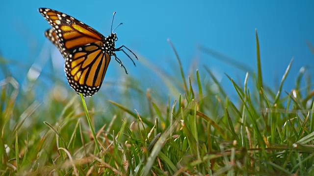 阳光下，蝴蝶从绿草上飞起来视频素材