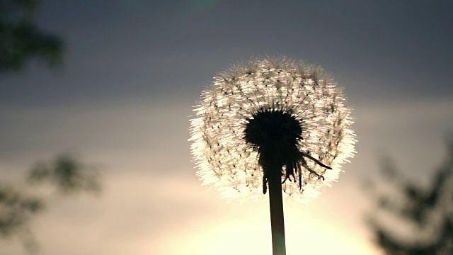 单株阳光明媚的蒲公英，被风吹在蓝天背景中的日出背光。视频下载