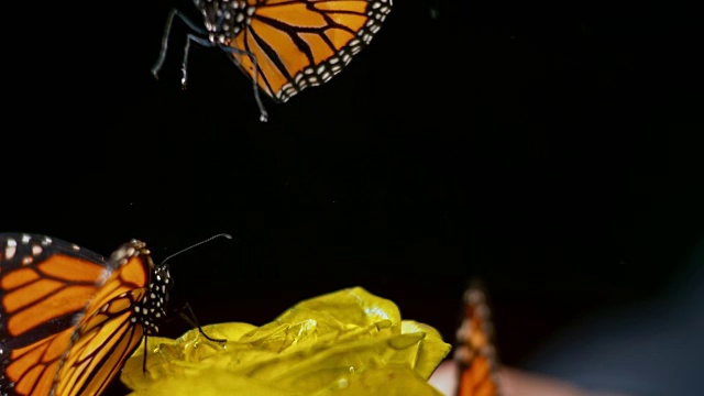 蝴蝶骑着一朵黄玫瑰飞走了视频素材