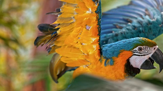蓝色和金色金刚鹦鹉在树枝上跳视频素材
