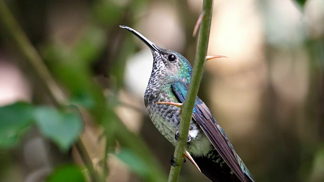白颈雅各宾鸟伸出舌头的慢动作视频素材