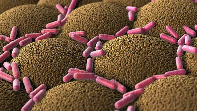 消化系统微绒毛表面的细菌视频下载