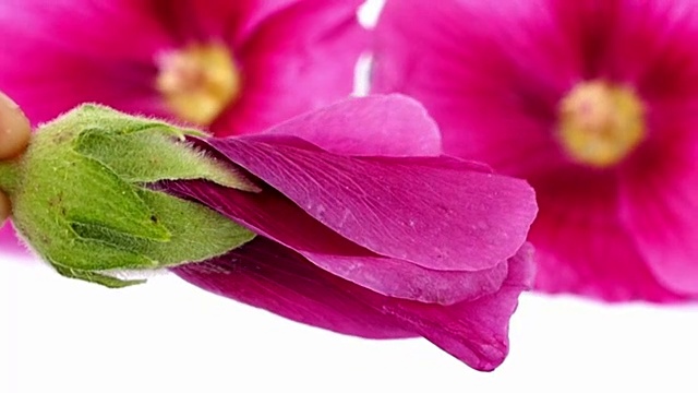 锦葵(紫红色蜀葵)粉红色的花在白色的背景视频素材