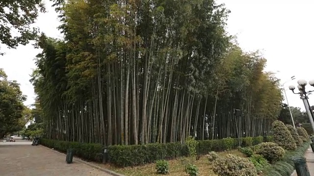 竹林在城市植物园，绿色自然，城市生态，环境视频下载