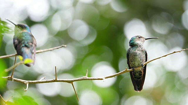 森林中的白颈雅宾鸟视频素材