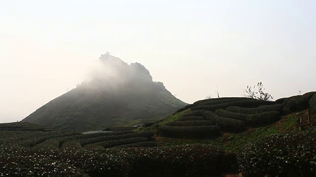 茶山景观视频下载