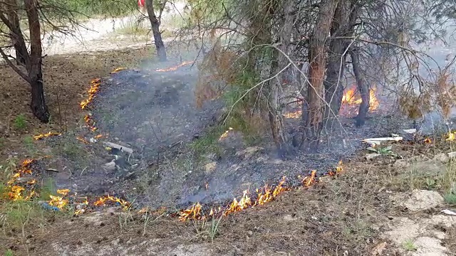 一场森林大火的开始视频素材