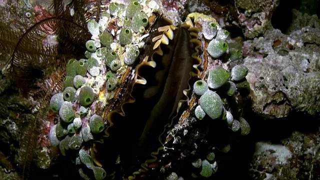 蛤Tridacna最大值。水下海洋生物。视频下载
