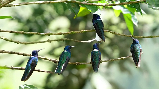 森林中的白颈雅各宾鸟视频素材