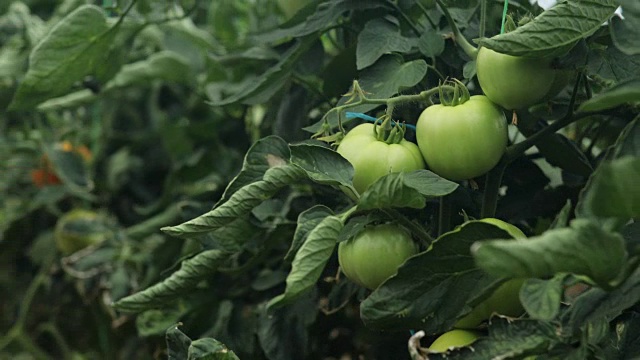 温室和西红柿视频素材