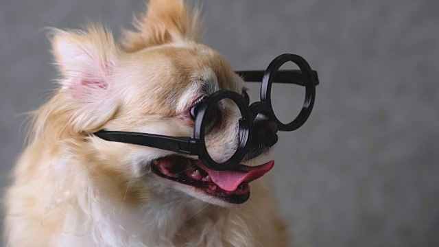 聪明的吉娃娃棕色狗戴圆形的黑色眼镜与灰色皮革背景4k格式视频素材