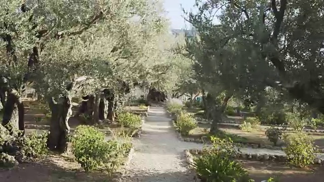 在客西马尼橄榄园走过的云台拍摄视频下载