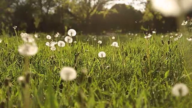 镜头向前移动，穿过白色的蒲公英花和美丽的草地上新鲜的春天绿草。蒲公英有药用功效的植物。夏天的概念。低角度小车稳定拍摄视频素材