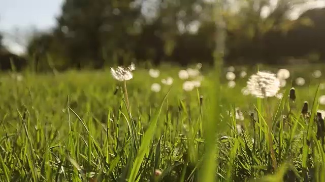 镜头向前移动，穿过白色的蒲公英花和美丽的草地上新鲜的春天绿草。蒲公英有药用功效的植物。夏天的概念。低角度小车稳定拍摄视频素材