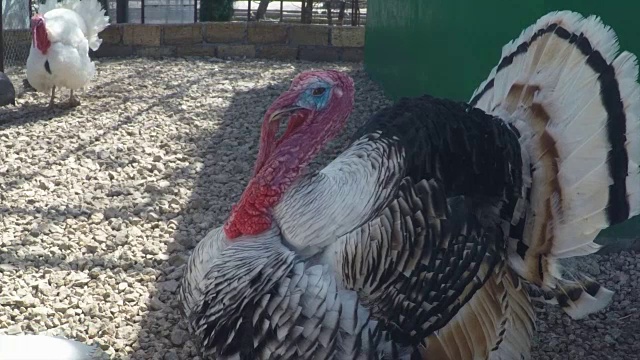 美丽的多色火鸡在一个农场的家禽屋里视频素材