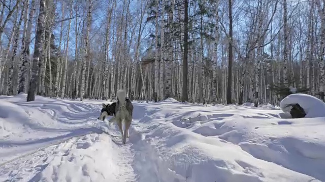 美丽的女人和小孩走在冬天的森林与哈士奇狗。快乐的年轻母亲和女儿在冬季公园与哈士奇狗。雪林中的西伯利亚哈士奇。视频素材