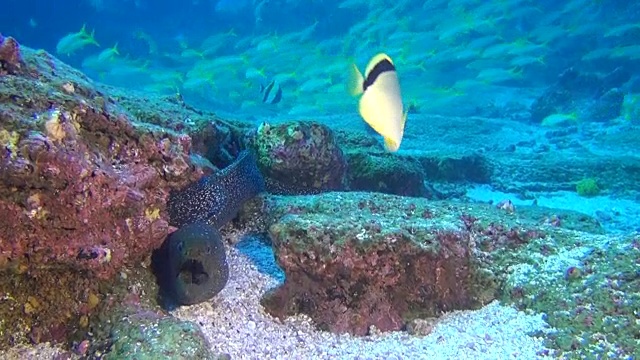 海鳗在加拉帕戈斯群岛深海水下的鱼群背景。视频素材