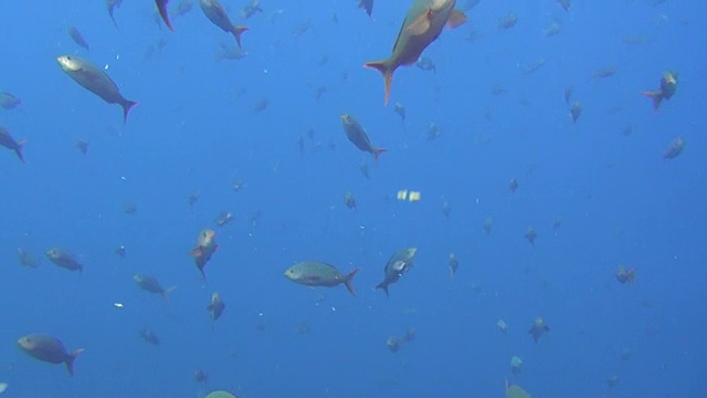 鱼群在加拉帕戈斯群岛的海洋水下景观背景。视频素材