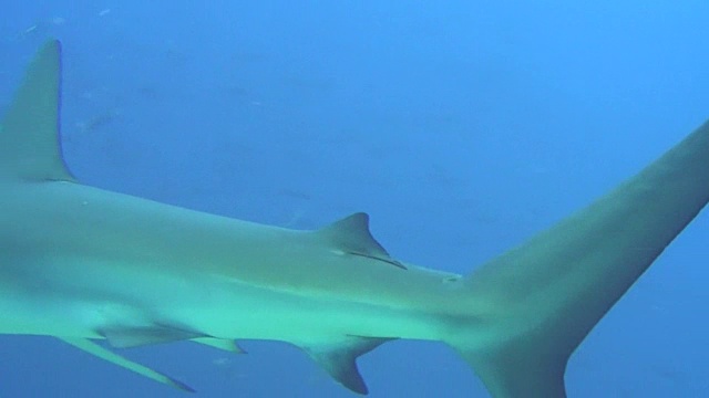 大鲨鱼在加拉帕戈斯群岛海洋水下景观背景。视频素材