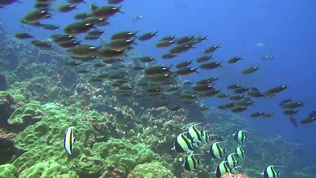 鱼群和鲨鱼在加拉帕戈斯群岛的海洋水下背景。视频素材