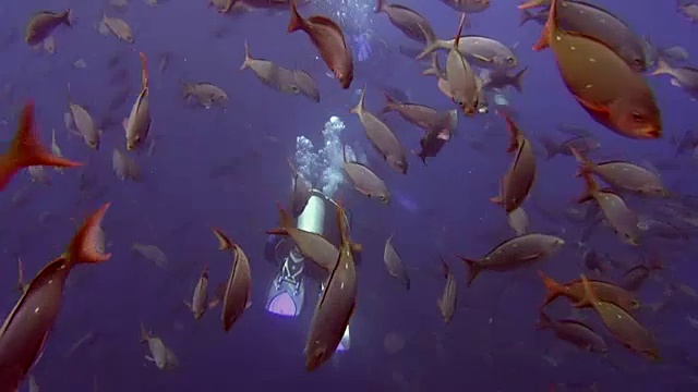 潜水员在加拉帕戈斯群岛海洋水下鱼群的背景。视频素材
