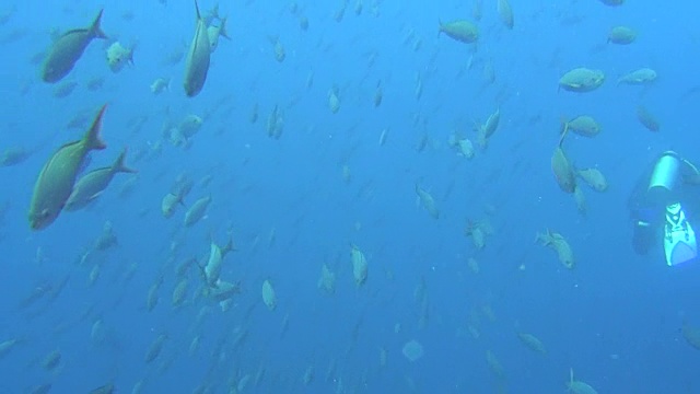 潜水员在加拉帕戈斯群岛海洋水下鱼群的背景。视频素材