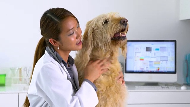 雌性兽医正在检查拉布拉多贵宾犬视频素材