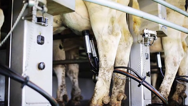 奶牛在奶牛场用乳房挤奶视频素材
