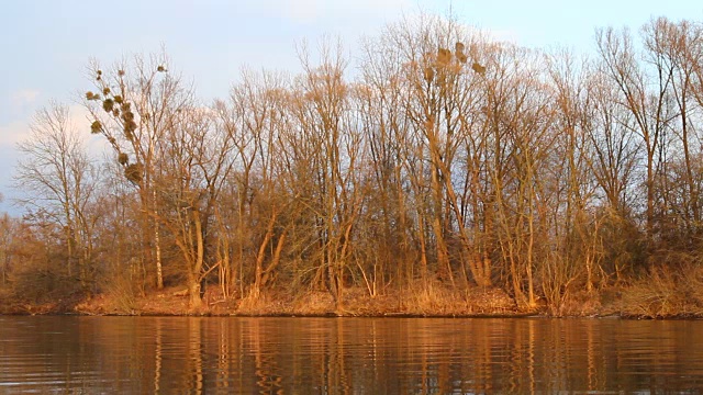 德国秋天的森林在河边或池塘视频素材