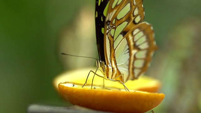 Siproeta stelenes -孔雀石蝴蝶从一个橙子视频素材
