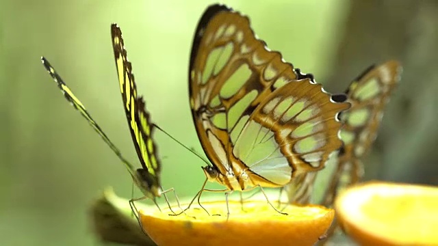 Siproeta stelenes -孔雀石蝴蝶下的叶子视频素材