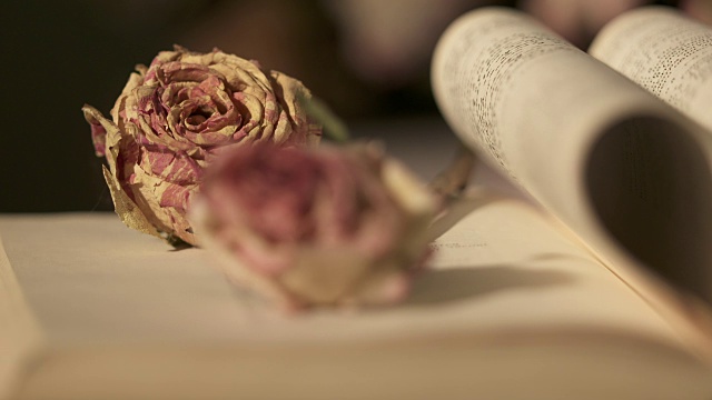 打开一本心形的书，里面有枯萎的玫瑰花视频下载