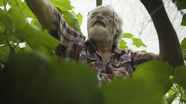 戴眼镜的老人在温室里检查黄瓜的发芽视频下载