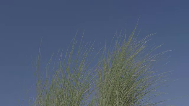沙滩上随风飘动的长草。视频素材